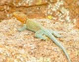 Eastern Collared Lizard