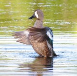 Blue-Winged Teal