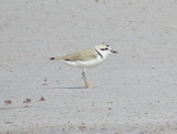 Snowy Plover