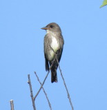 Olive-Sided Flycatcher