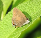 Banded Hairstreak