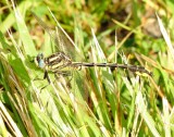 Pronghorn Clubtail