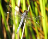 Spangled Skimmer