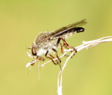 Genus Heteropogon