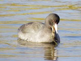 American Coot