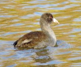 American Coot