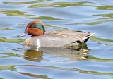 Green-Winged Teal