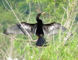 Anhinga