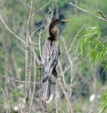 Anhinga