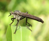 Giant Prairie Robber Fly