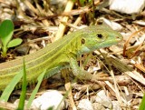 Prairie Racerunner