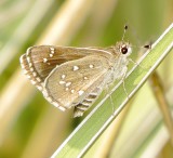Dotted Roadside Skipper
