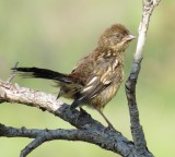 Spotted Towhee