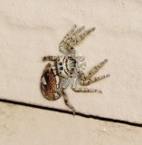 Putnams Jumping Spider