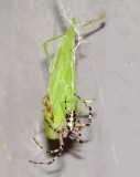 Yellow Garden Spider