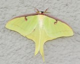 Luna Moth