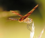 Halloween Pennant