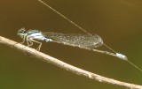 Skimming Bluet