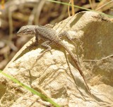 Prairie Lizard