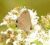 Red-Banded Hairstreak