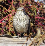 Sage Thrasher