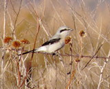 Northern Shrike