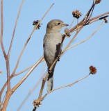 Northern Shrike