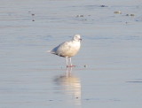 Glaucous Gull