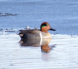 Green-Winged Teal