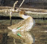 Green-Winged Teal