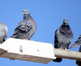 Rock Pigeon