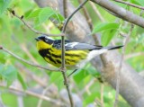 Magnolia Warbler