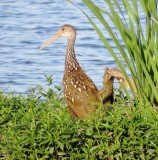 Limpkin