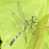 Eastern Pondhawk