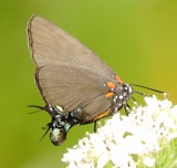 Great Purple Hairstreak