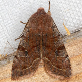10495 Speckled Green Fruitworm Moth (Orthosia hibisci)