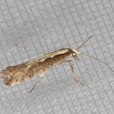 2366 Diamondback Moth (Plutella xylostella)