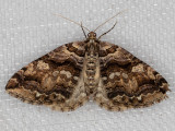 7329 Variable Carpet (Anticlea vasiliata)