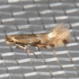 0802.97 Unidentified Phylonorycter