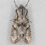 10508 (Egira crucialis)