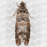 2903 Douglas-Fir Cone Moth  (Barbara colfaxiana)