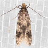 0293 (Homosetia marginimaculella)