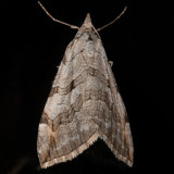 7627 Treble-bar Moth (Aplocera plagiata)