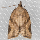 3612 Orange Tortrix (Argyrotaenia franciscana)