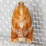 3682 White Triangle Tortrix  (Clepsis persicana)