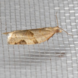 3689 Clepsis virescana (Clepsis virescana)