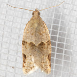 3689 Clepsis virescana (Clepsis virescana)