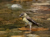 Lesser Goldfinch