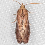5622 Greater Wax Moth (Galleria mellonella)