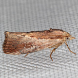 5622 Greater Wax Moth (Galleria mellonella)